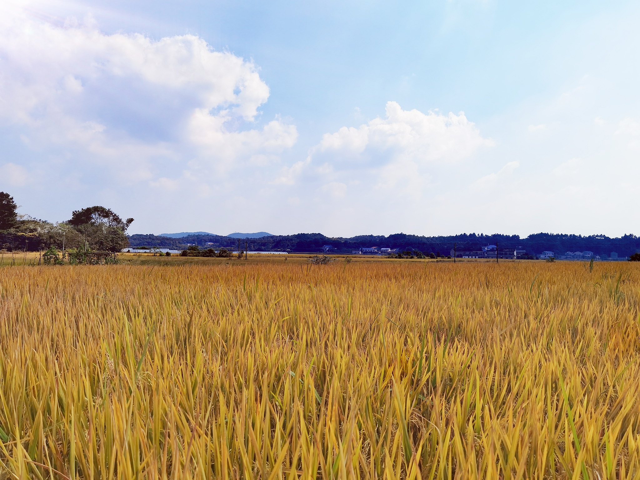 嘉兴市作物产量和气象数据概述