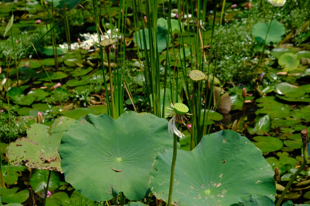 莲藕的荷叶有几种？
