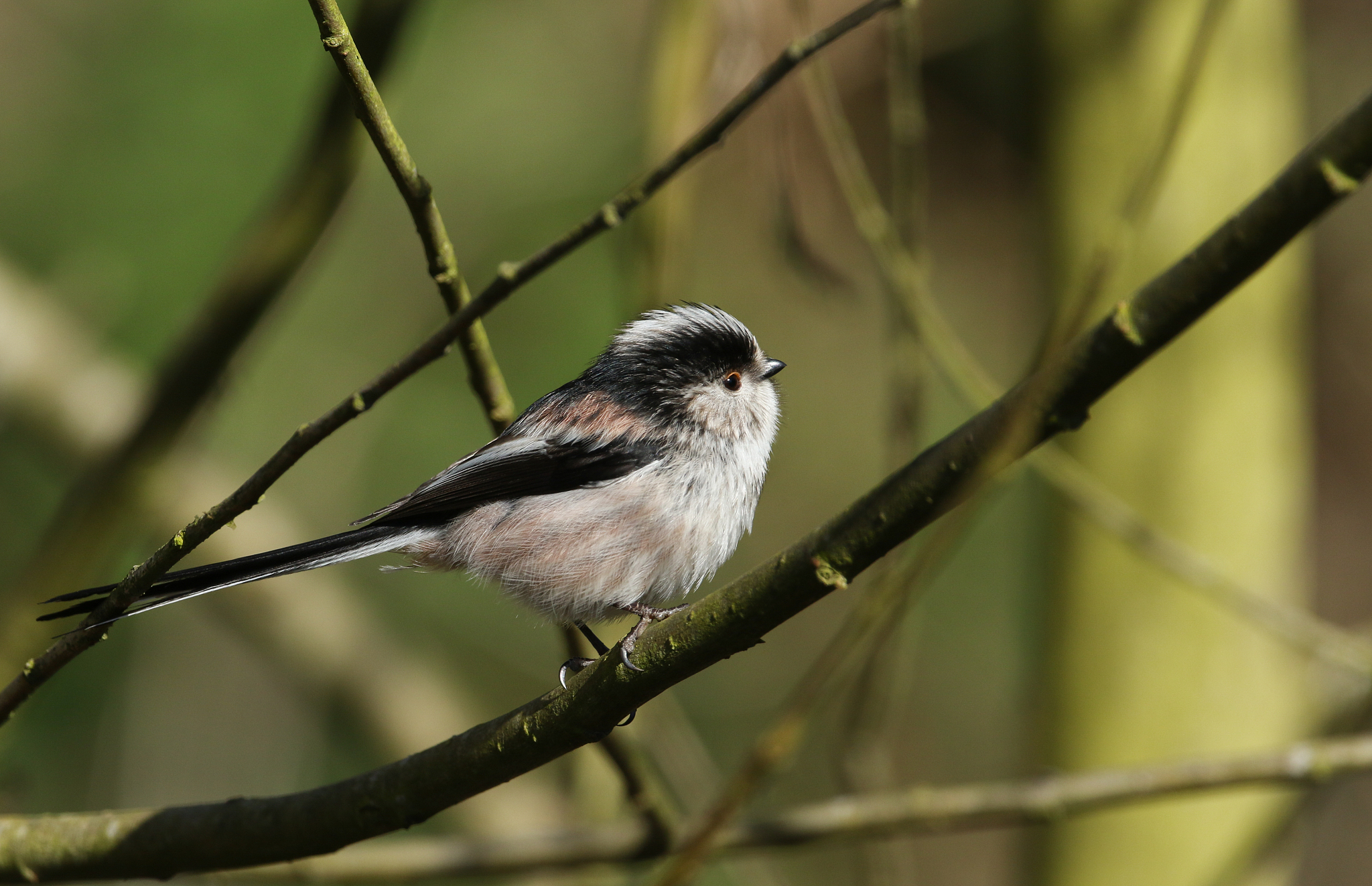 嵌入式开发实习周记：从理论到实践的宝贵经验