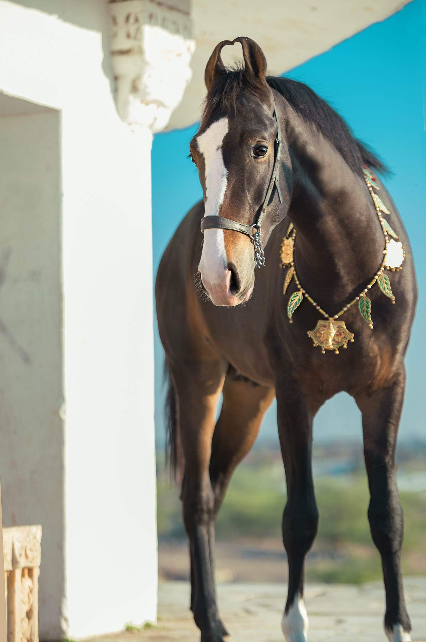 portrait of  dark bay marwari colt nearly traditional building. 
