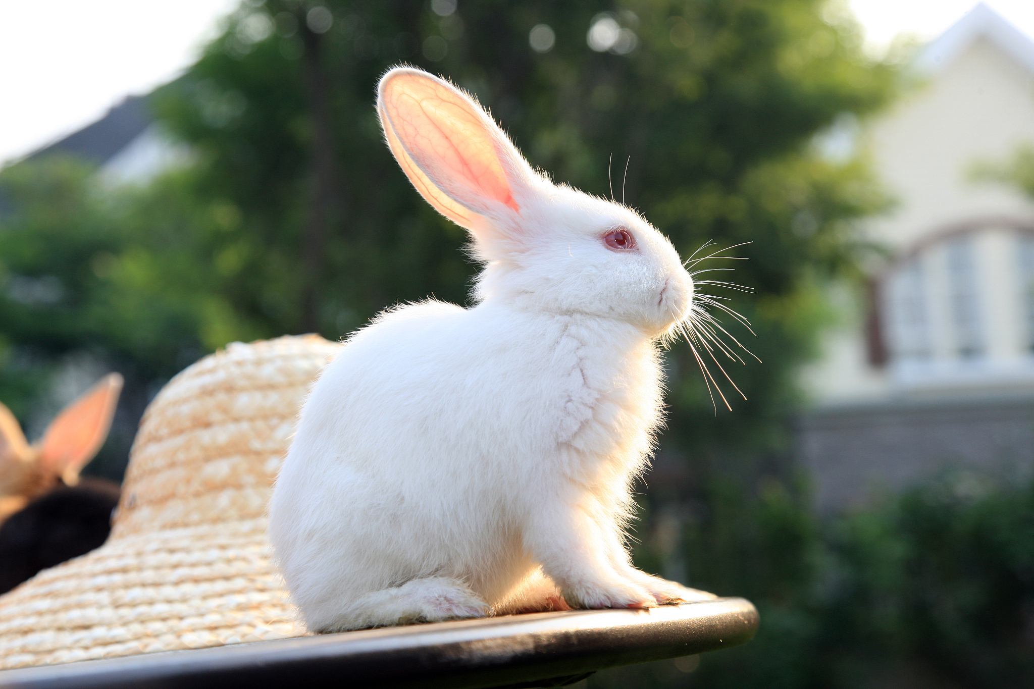 兔子怎么分公母？一句古诗词告诉你答案！