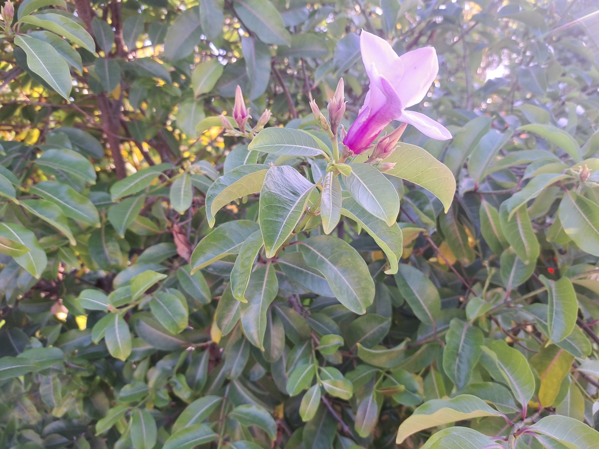 是否可以通过品种改良来改变石楠花的气味