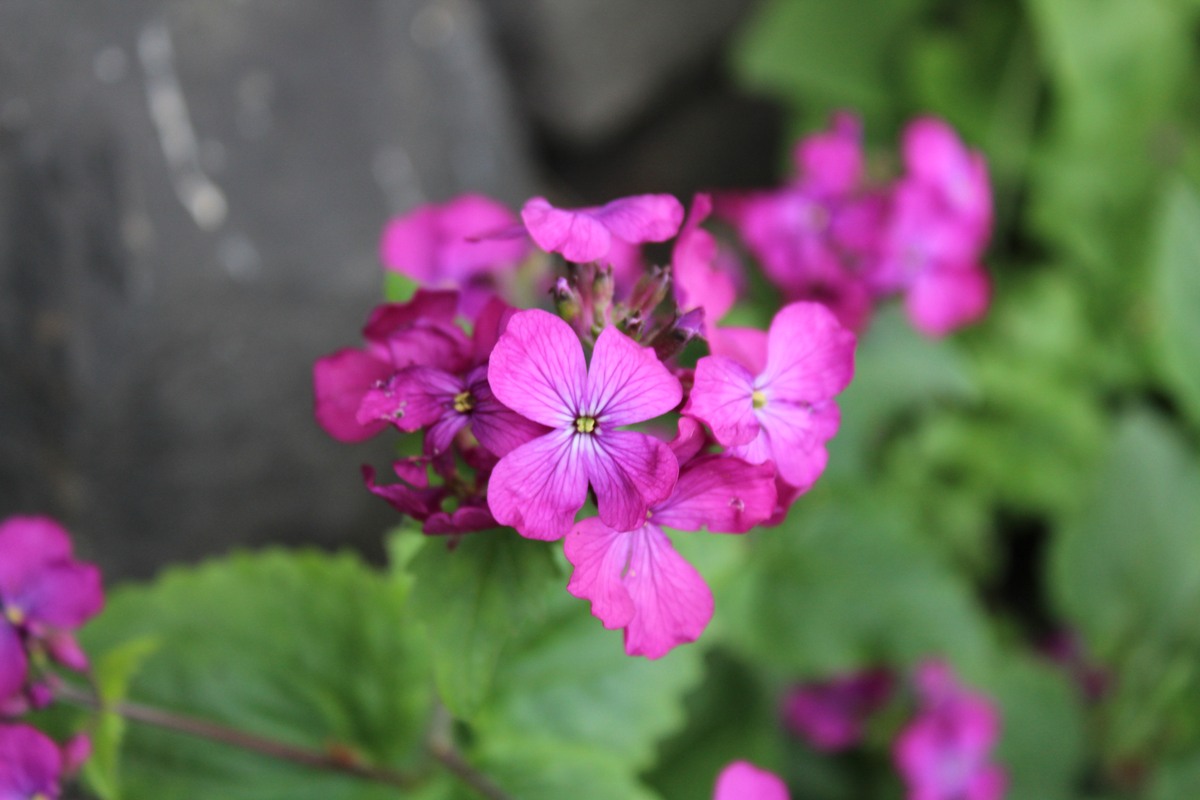 PAKISTAN JOURNAL OF BOTANY期刊研究范围详细介绍