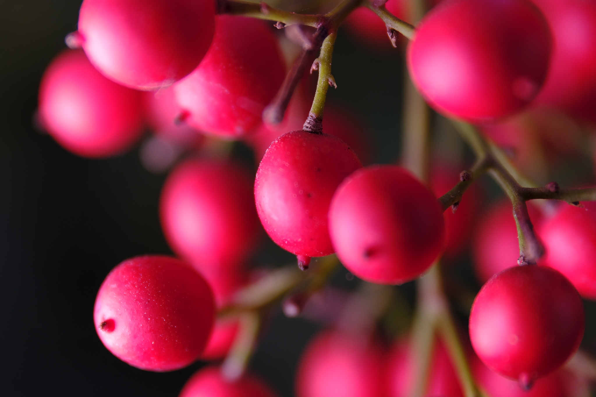 red berries