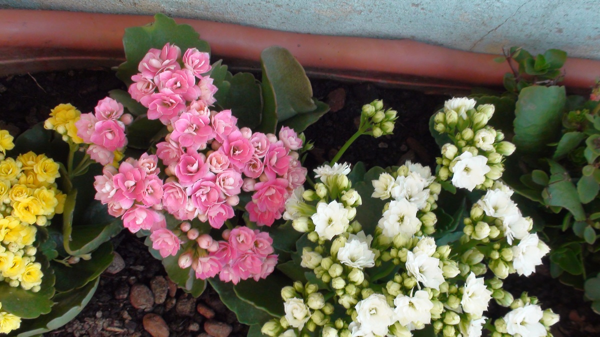 长寿花有毒性吗？如何避免400字