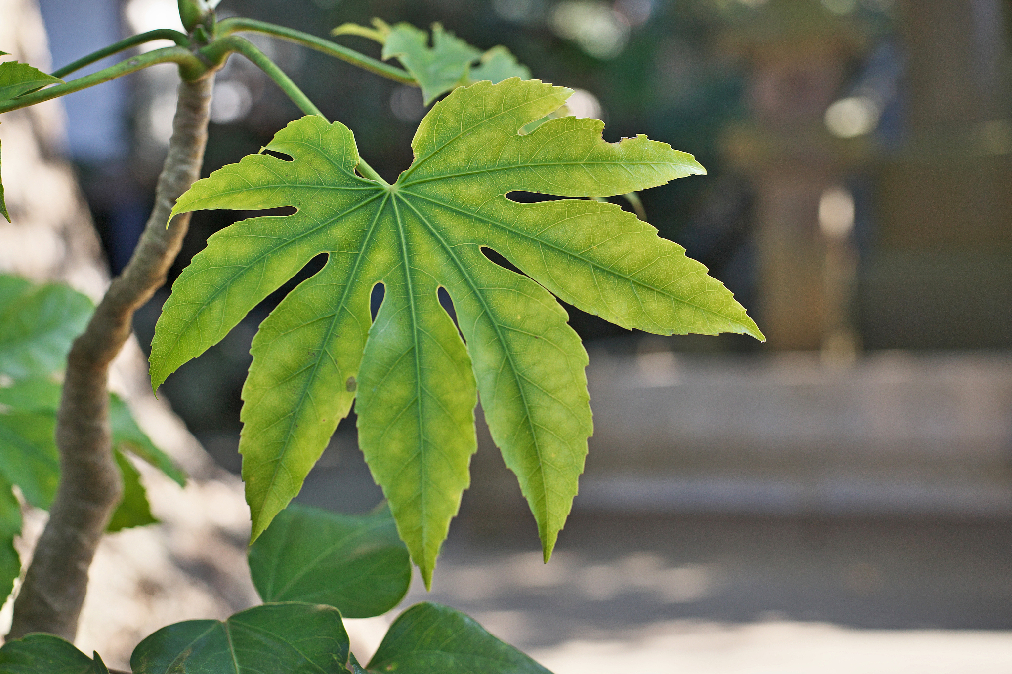 fatsia japonica
