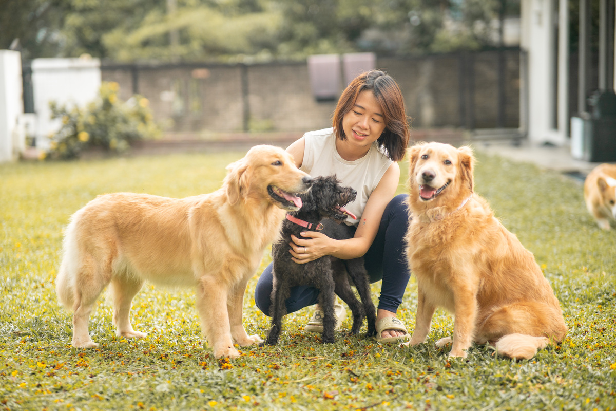 如何让你的狗狗成为你的最佳伙伴？7个技巧让你的狗狗更加快乐和健康！
