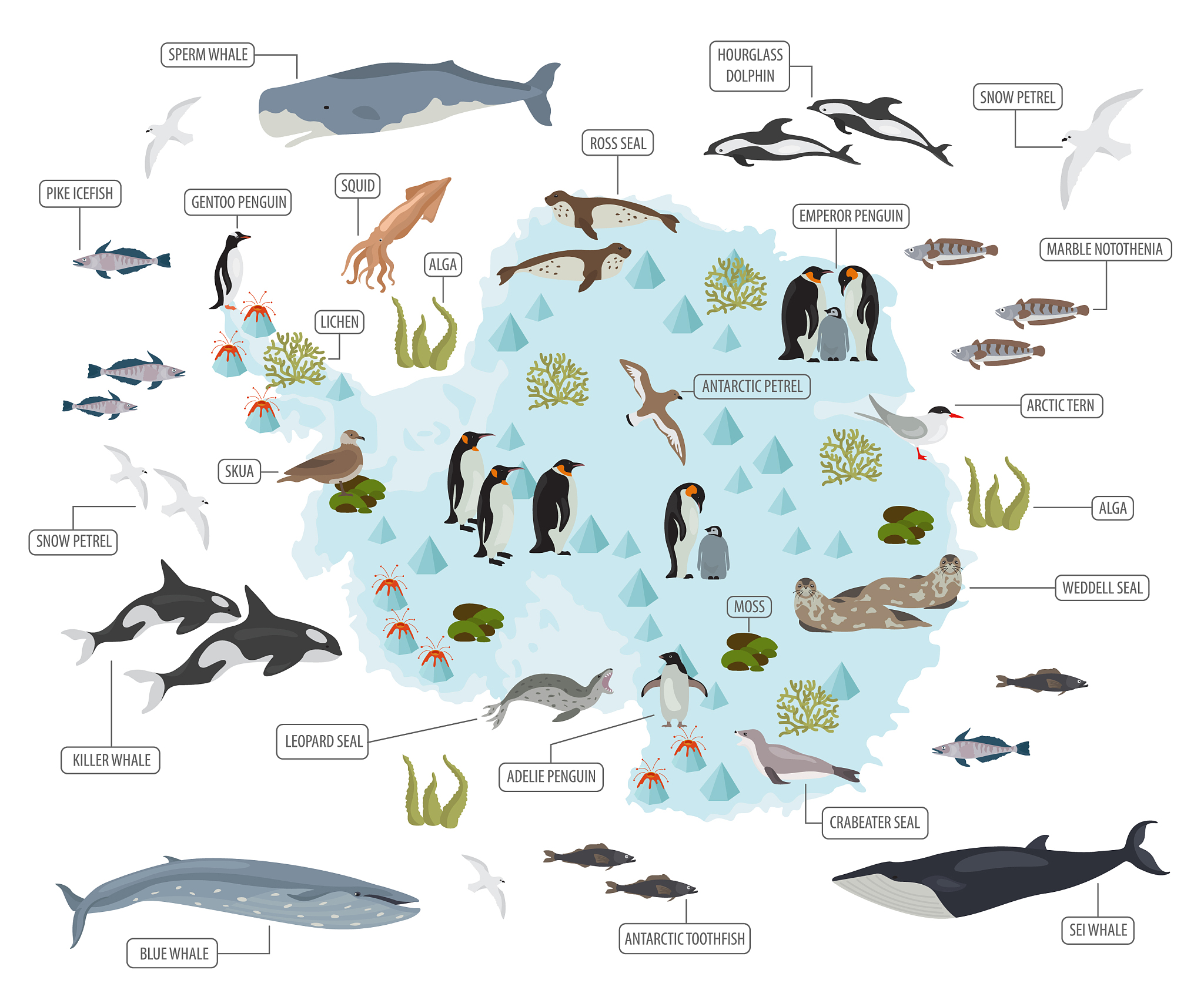 鱼类形态生态学研究进展