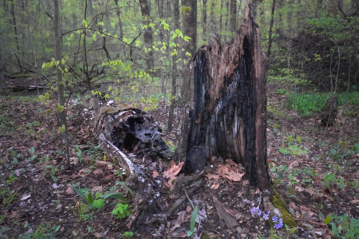 林业害虫问题：破坏、生态失衡和经济损失