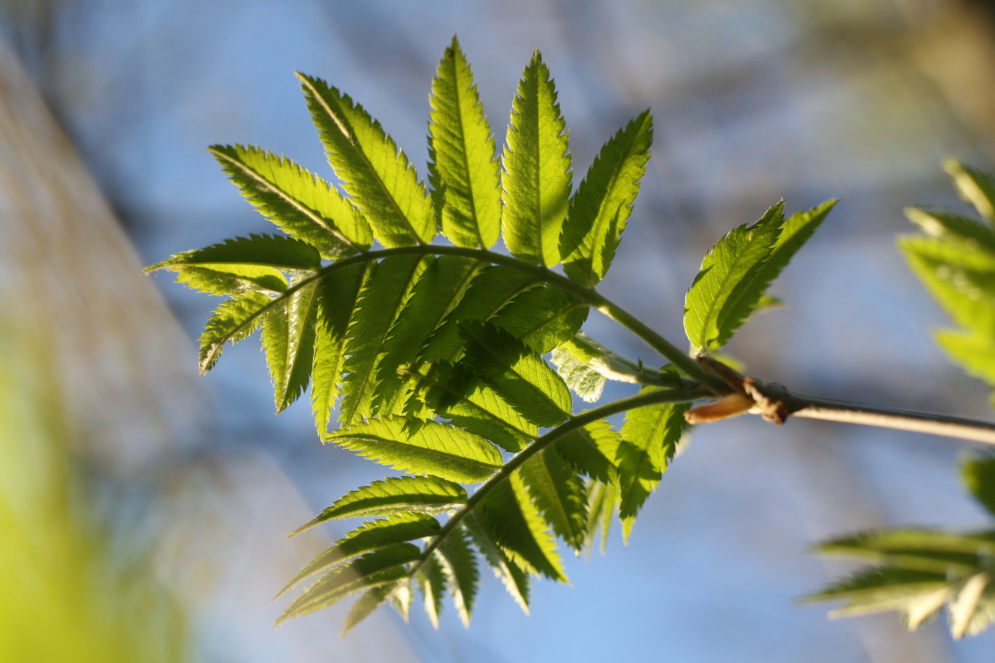 first green leaves