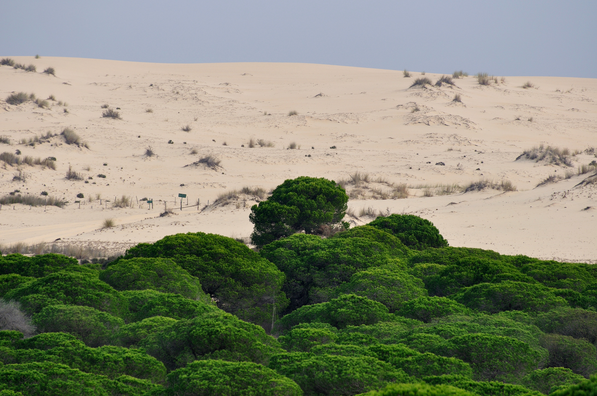 do?±ana national park