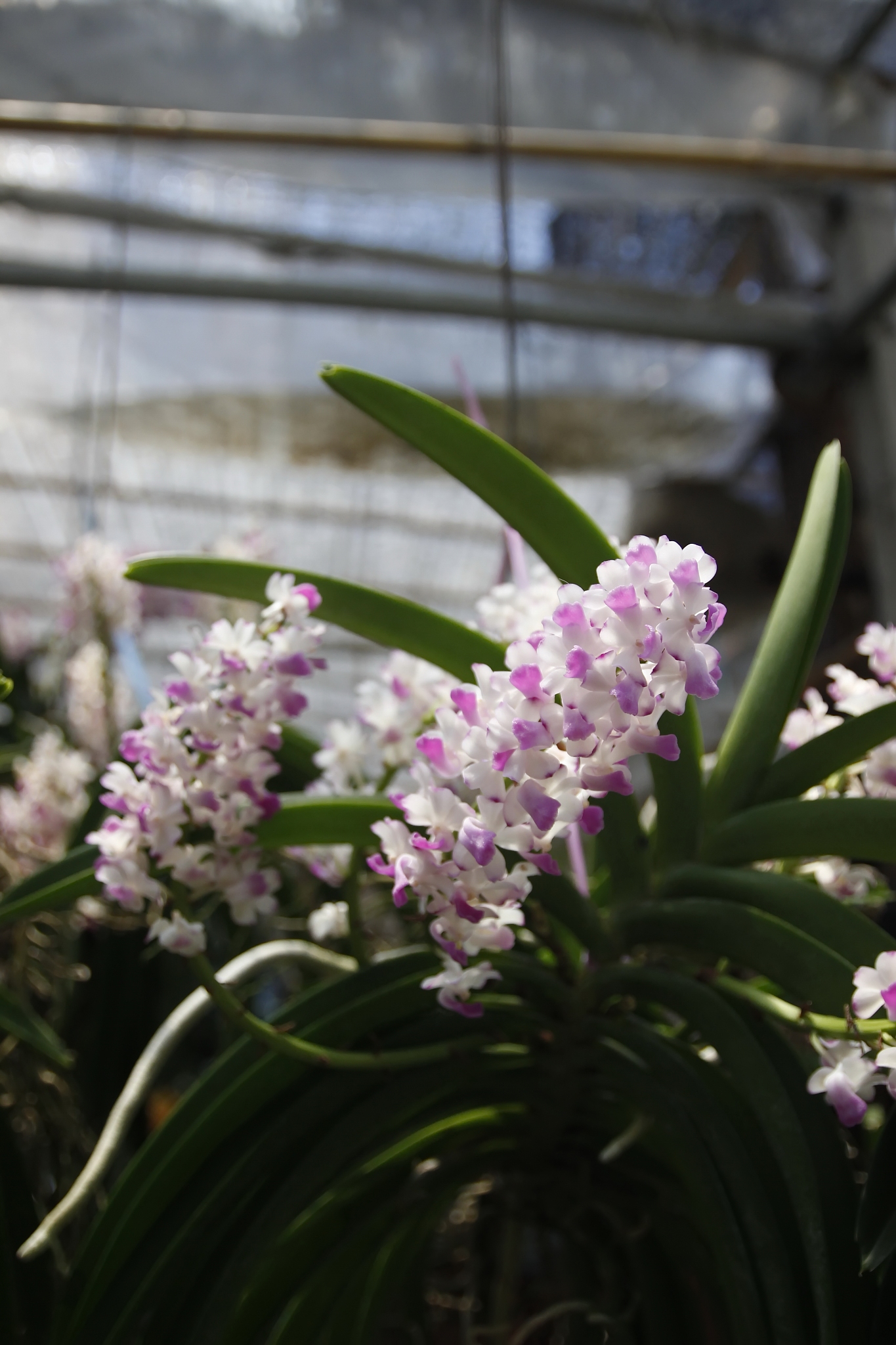 orchid flower