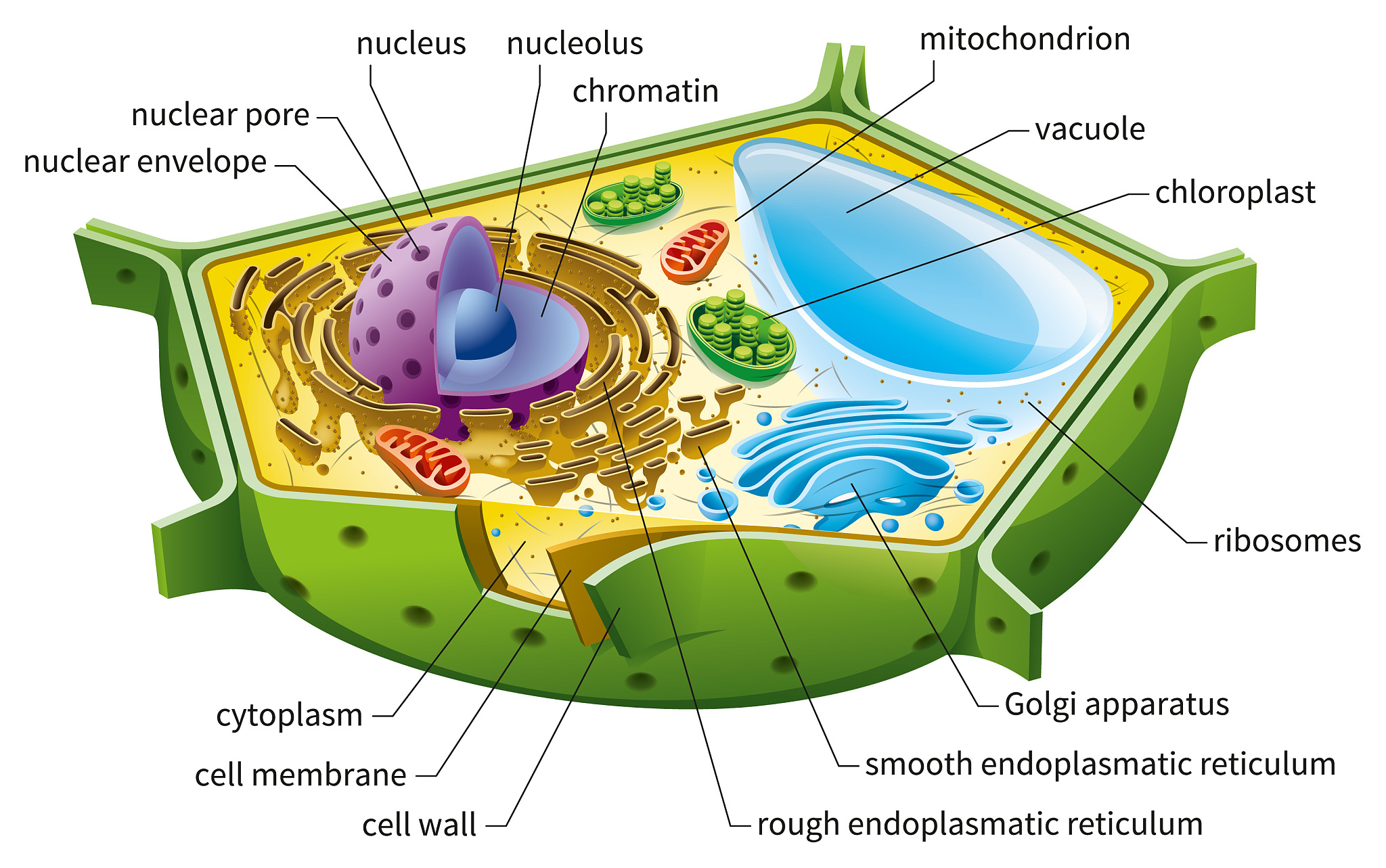 PLANT CELL REPORTS期刊研究范围：植物细胞生物学与分子生物学