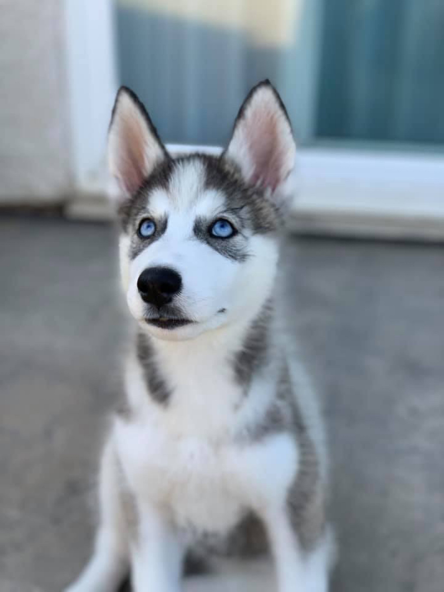 1200字关于萌宠大赏：这些可爱的小动物让你心情大好！