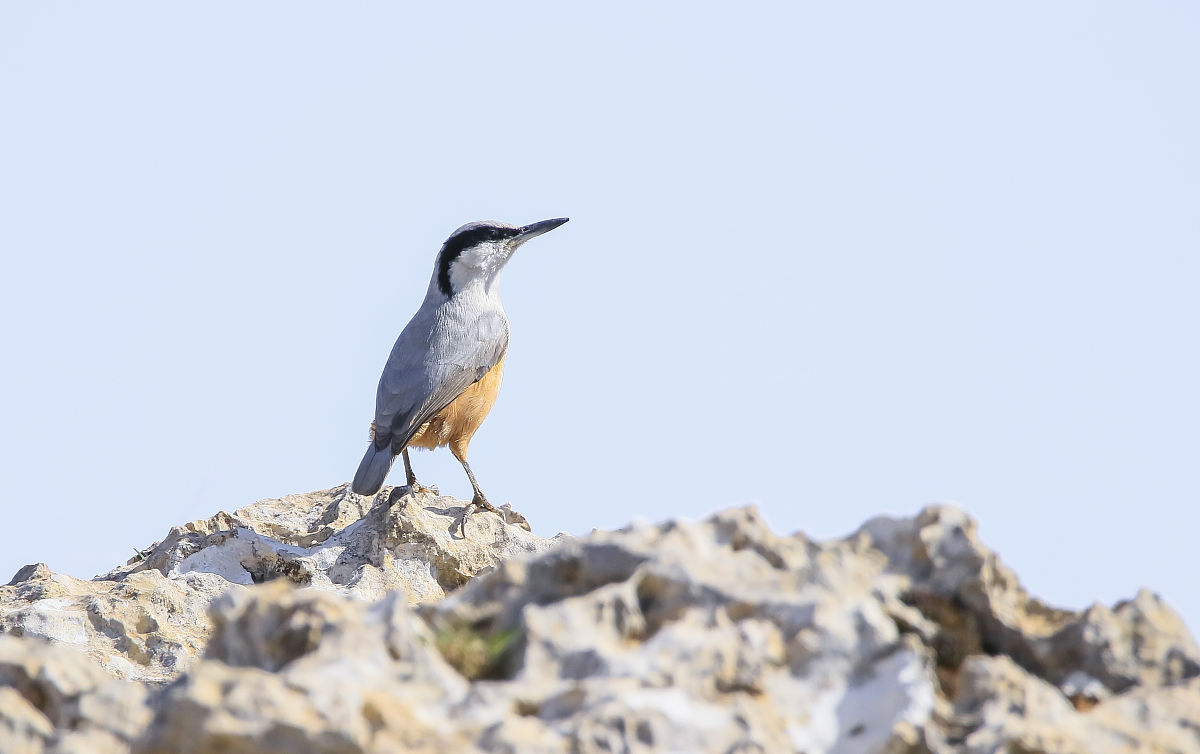 原神元素攻略：种类、反应及搭配策略｜PPT详解