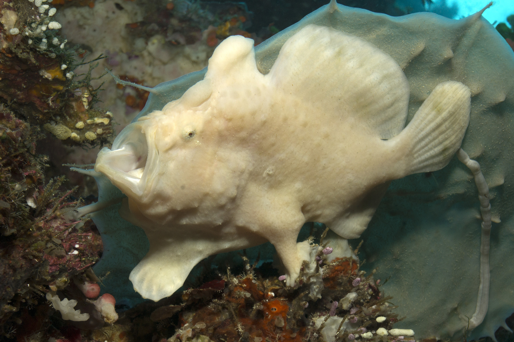 DEEP-SEA RESEARCH PART II: 深海研究领域顶尖期刊推荐