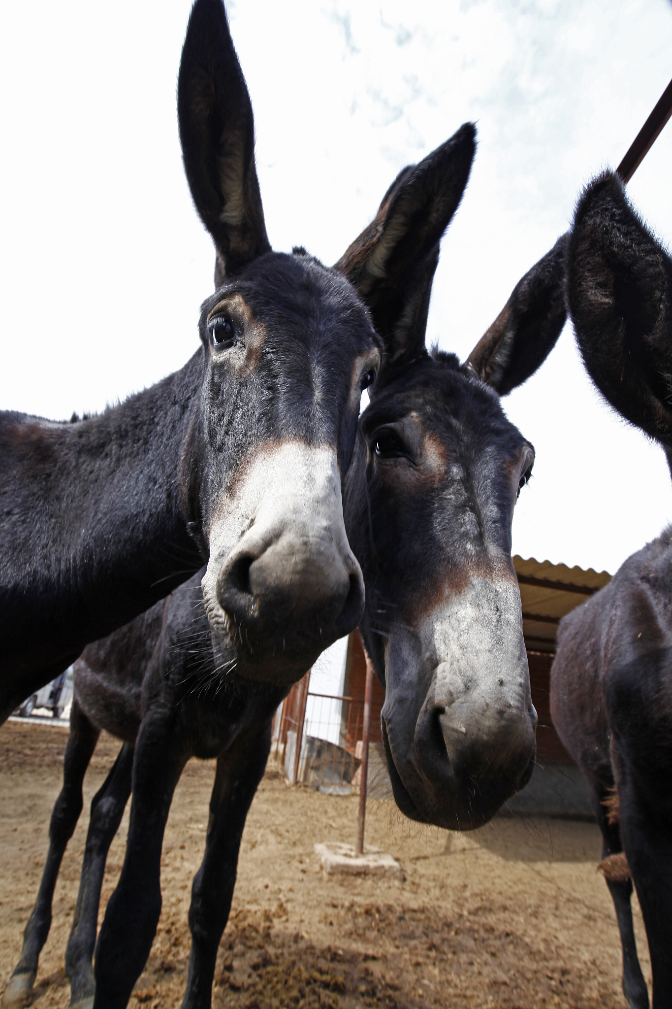 donkey