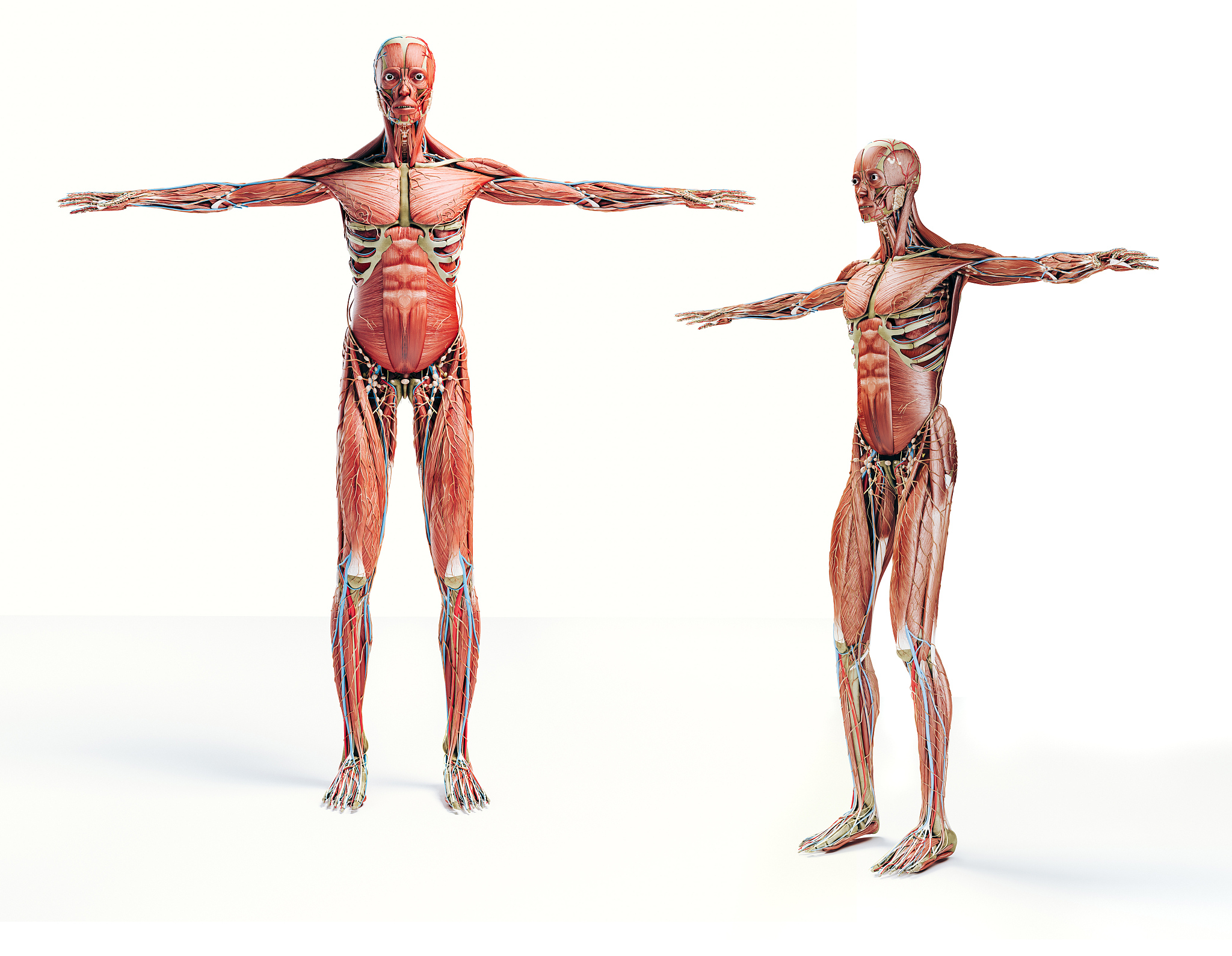 上肢肌详解：全面解析肌肉群、功能与训练建议