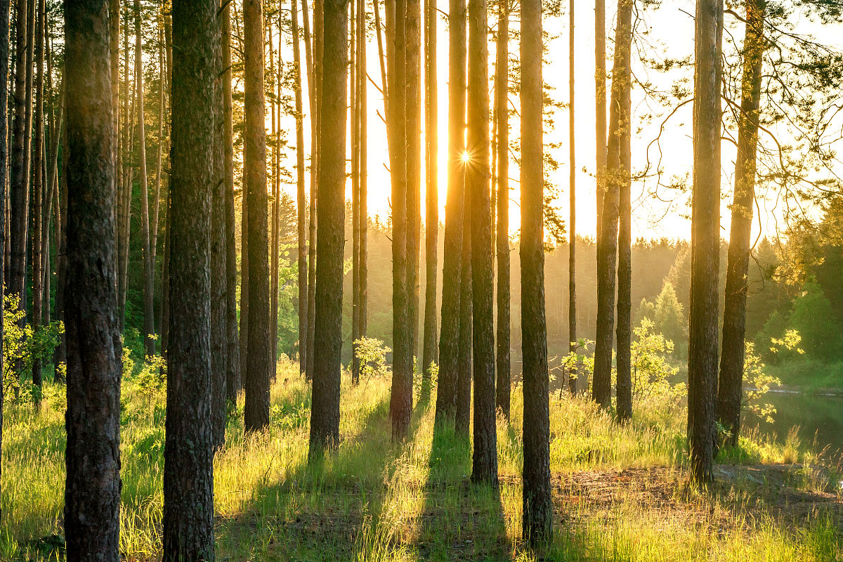 请描写一下一片森林在夕阳照耀的画面