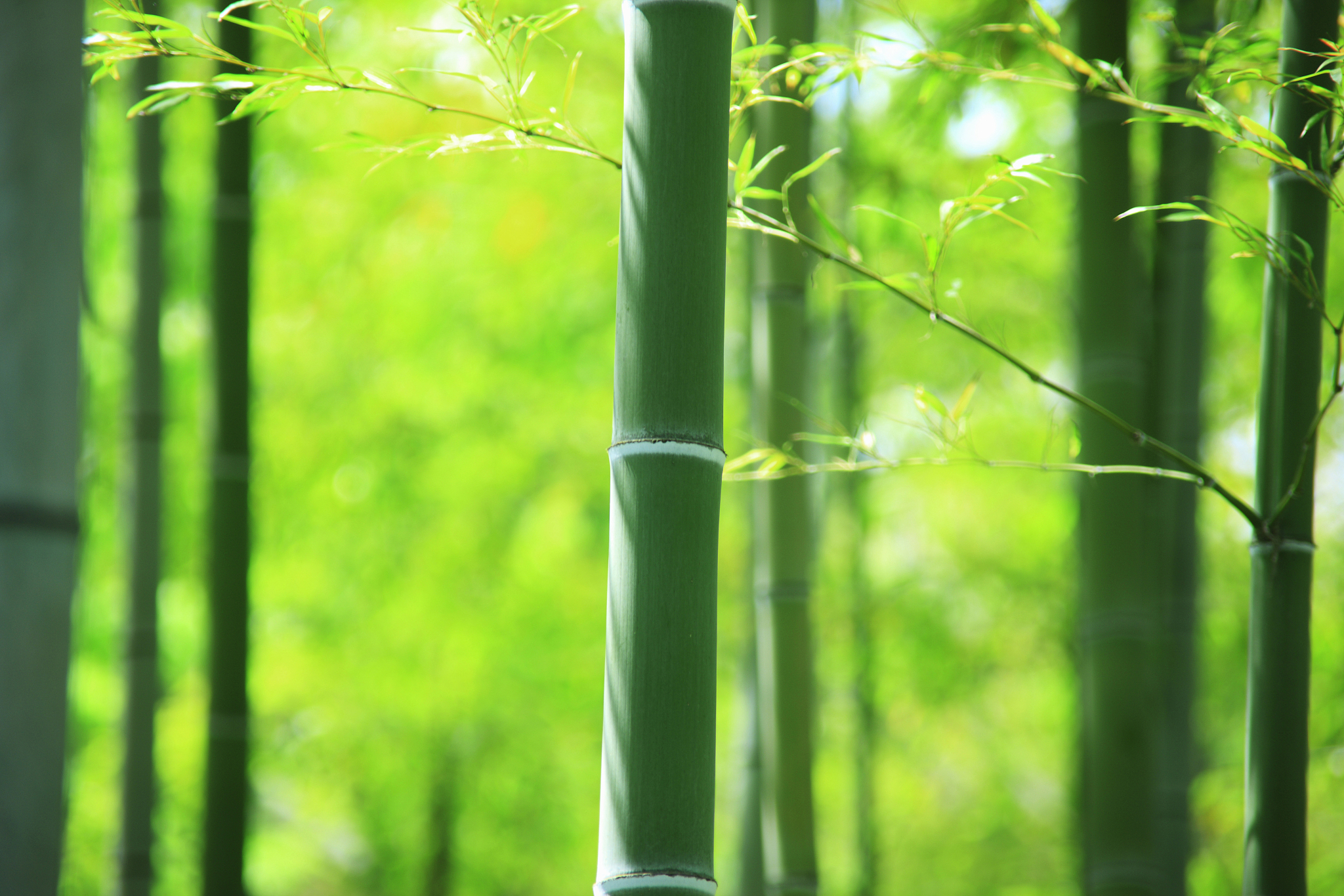 画一幅胸有成竹的图