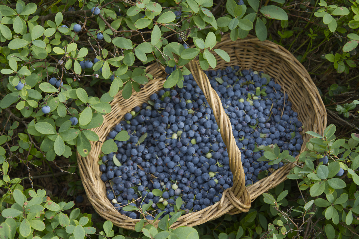 Oregon蓝莓采摘园邀请：Tom's U-Pick 蓝莓园