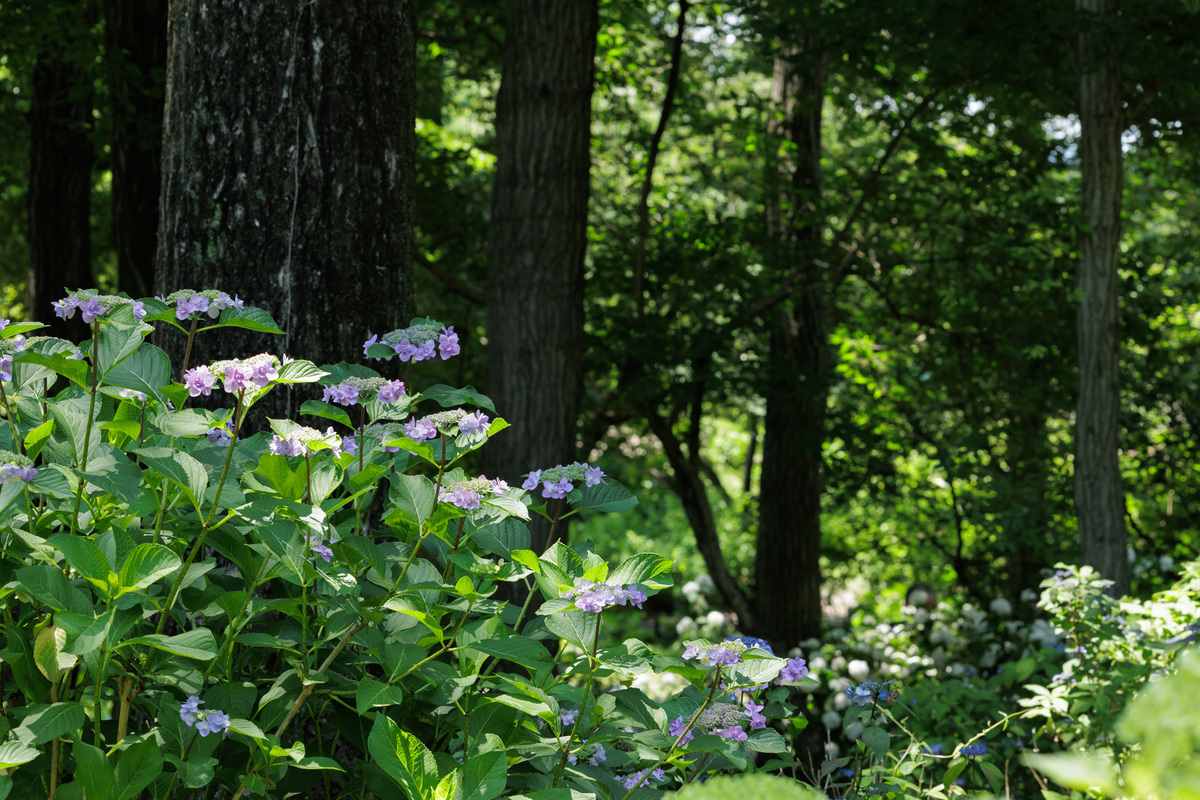 今天天气晴朗，阳光明媚，微风轻拂，让人感到十分惬意。我站在花园里，看着花草树木，感受到大自然的美妙和生命的力量。生活中有很多美好的事物，我们要用心去感受和珍惜，让自己的生命更加充实和美好。无论遇到任何挑战和困难，我们都要坚定信心，相信自己的能力和未来的美好。