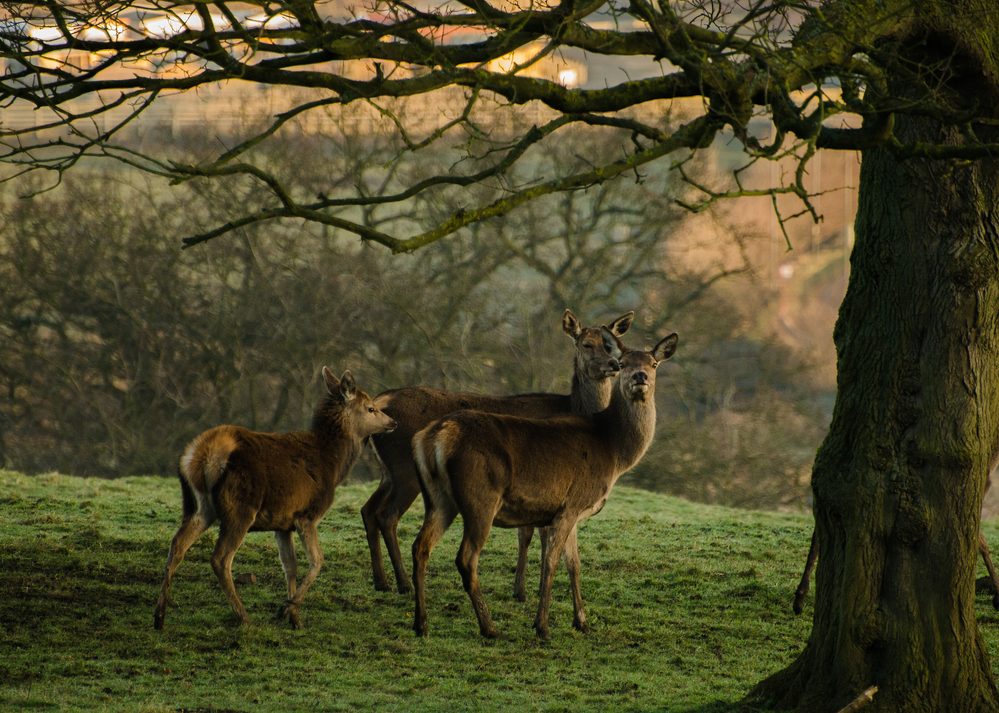 林鹿栖花的姐妹名