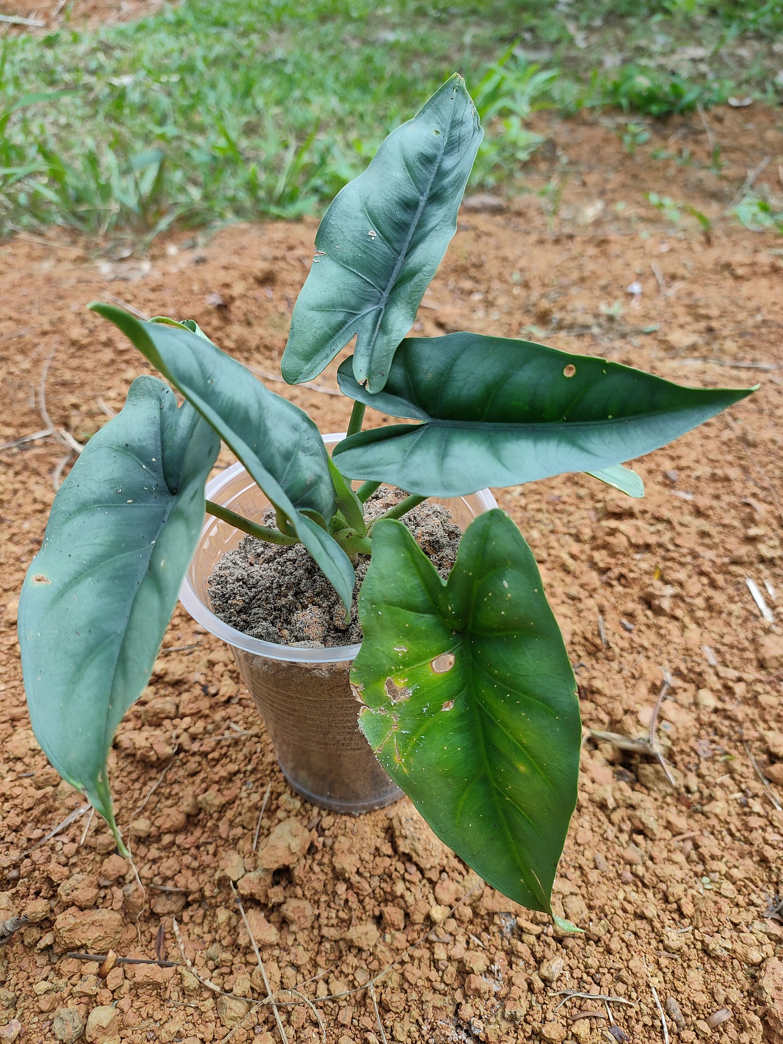 alocasia reversa plant endemic tropical forest kalimantan