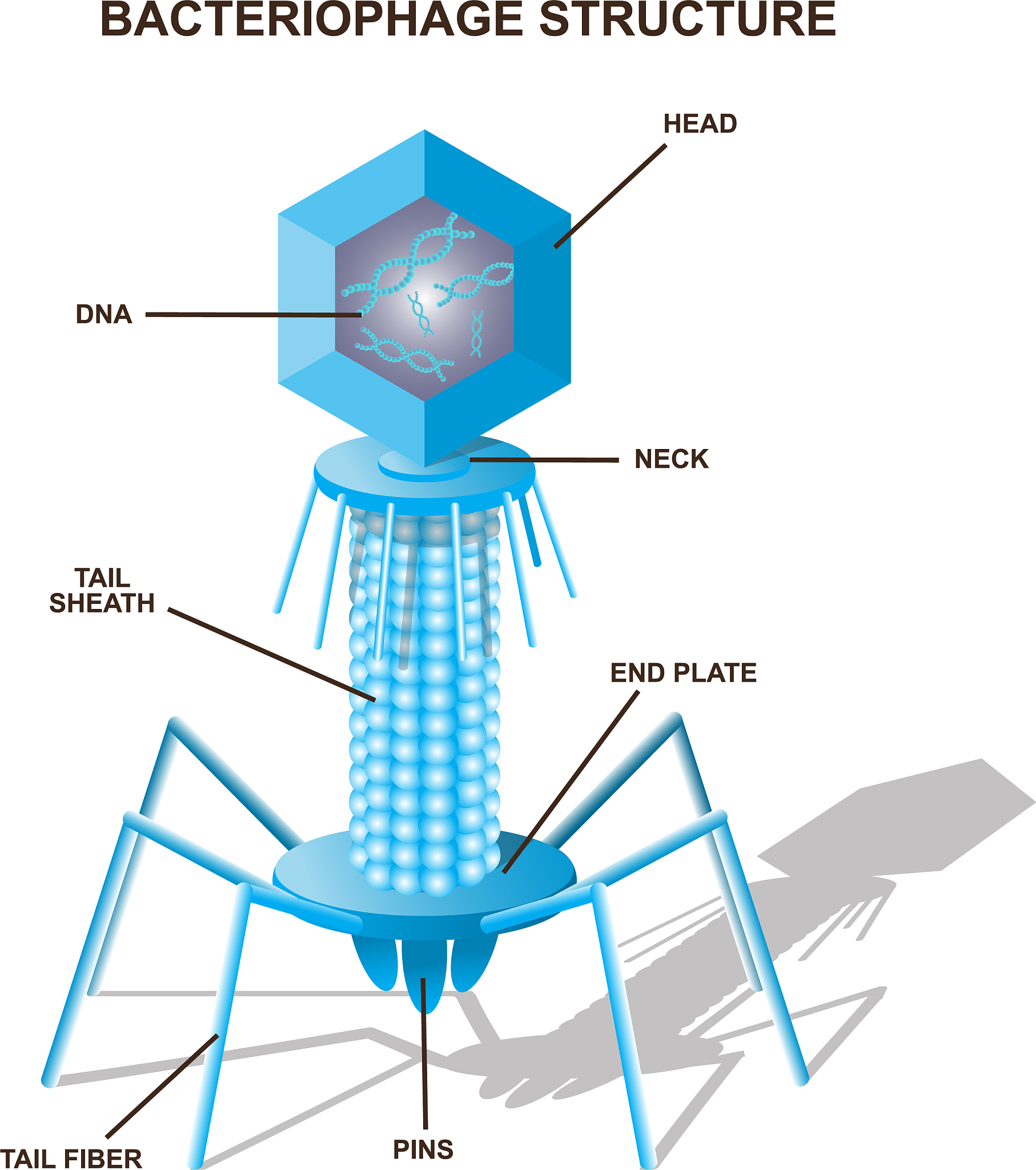 Applications of Intermolecular Binding Affinity Calculators in Drug Discovery & Design
