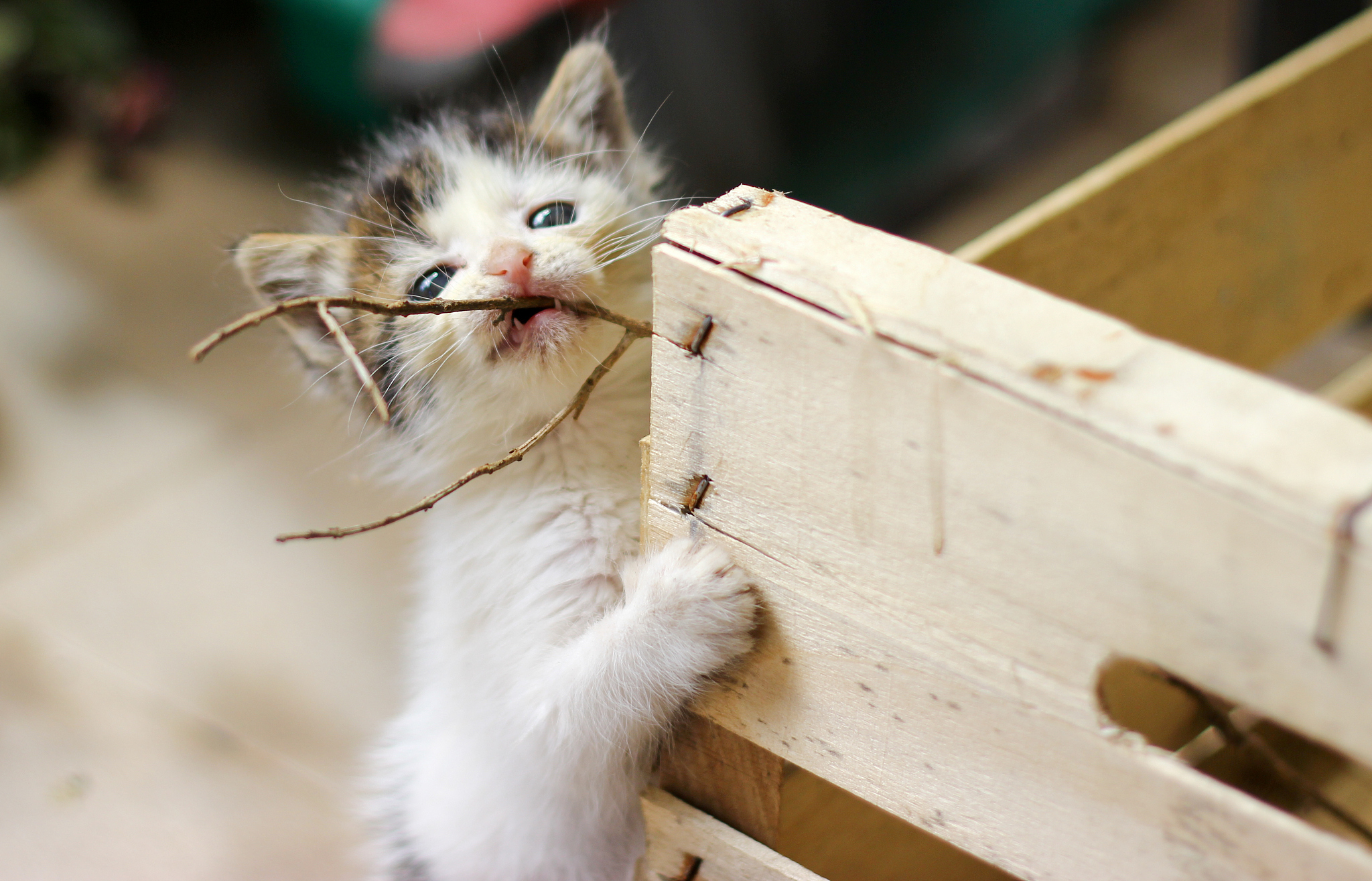 在众多玩法中宠物是这款游戏的一个非常核心的元素玩家可以通过召唤抽奖来获取大量的宠物也能够前往一些特殊场所进行捕捉捕捉之后能够对宠物进行升级进化等操作提升宠物的战斗力在战斗的时候能够搭配不同的阵容能够使用多个宠物完成配队进行作战而不同的宠物拥有的技能也有所区别所以玩家在进行配队的时候一定要注意这些宠物的技能和状态在挑战闯关的过程中也是有必要根据对方的阵容进行调整的。帮我把这段话洗一下