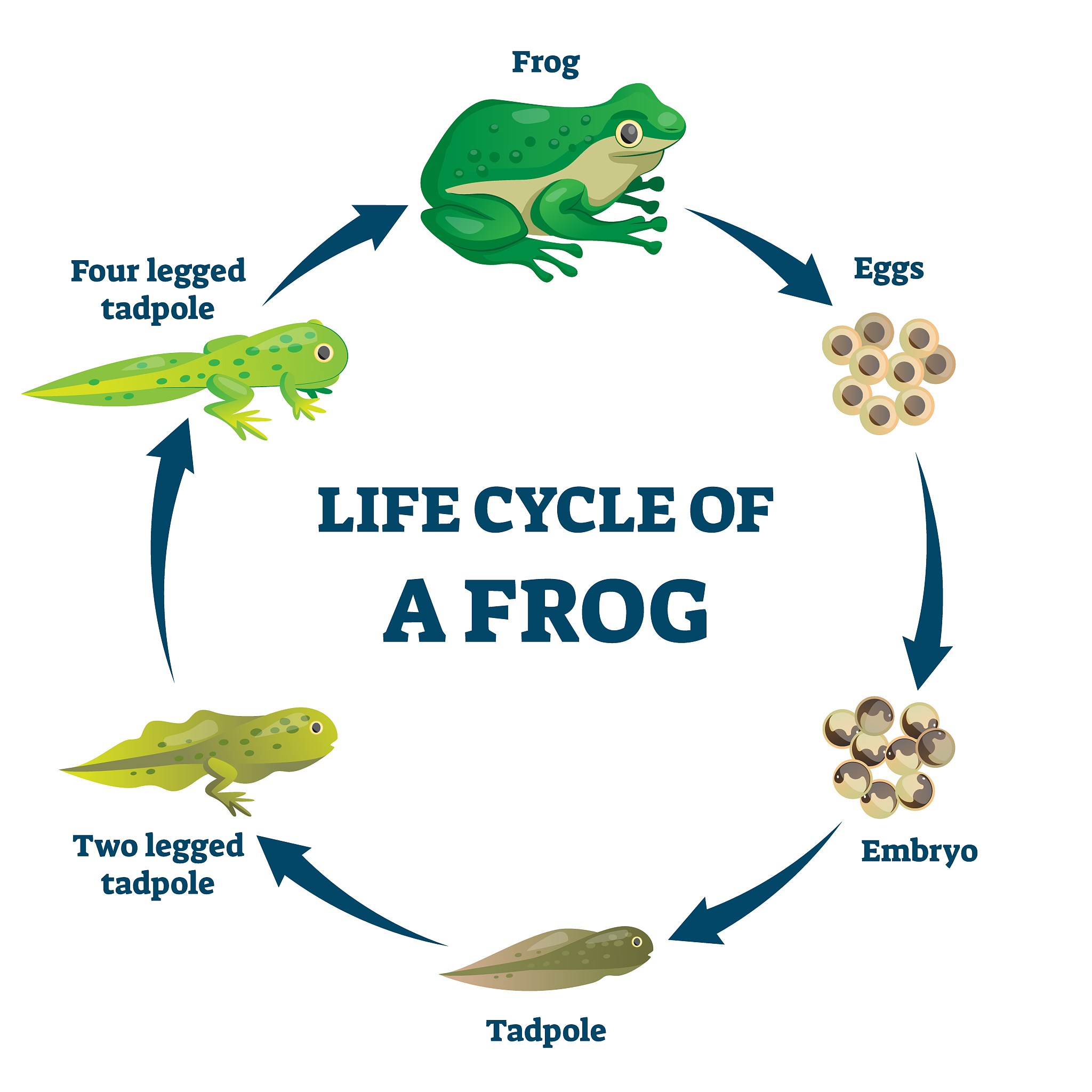 TRENDS IN ECOLOGY & EVOLUTION期刊研究范围 - 最新生态学与进化生物学研究