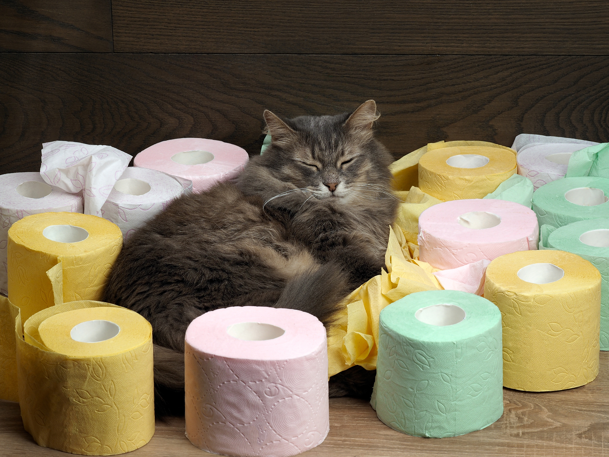 摸猫一身的猫怎么办