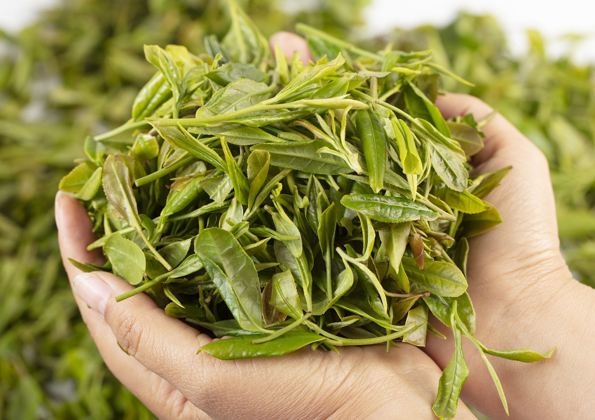 采摘茶叶后开始挑选与制作绿茶