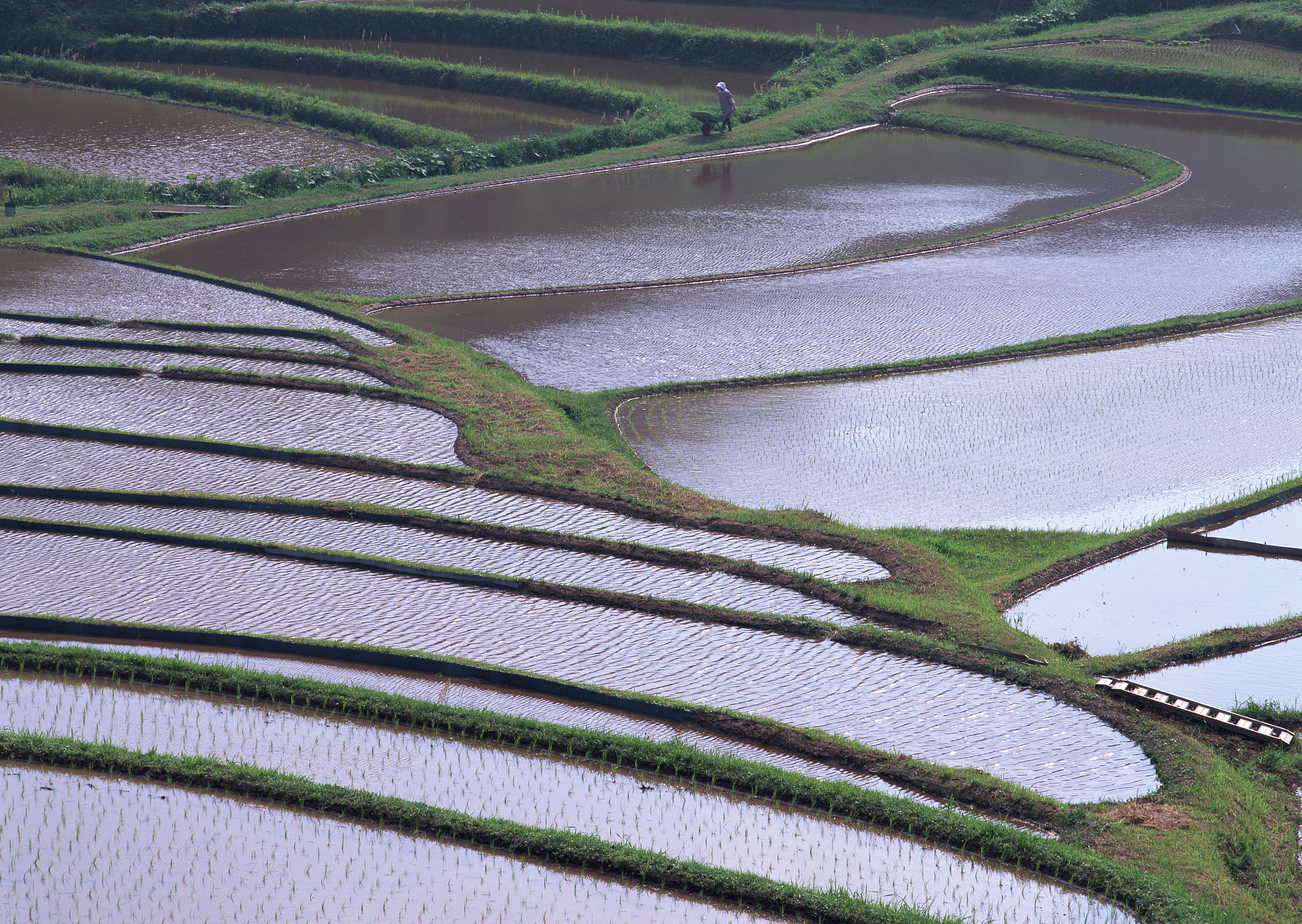 terraced paddy fields
