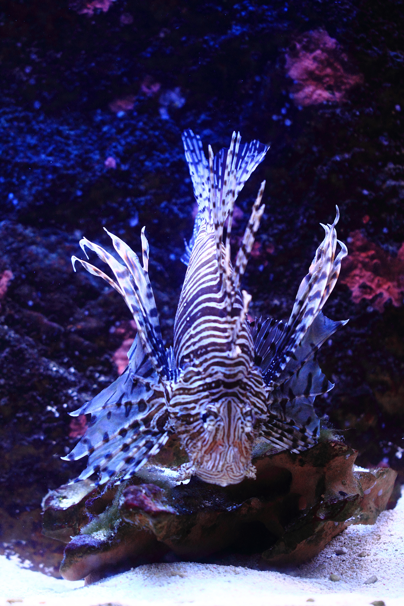 lionfish in the sea water