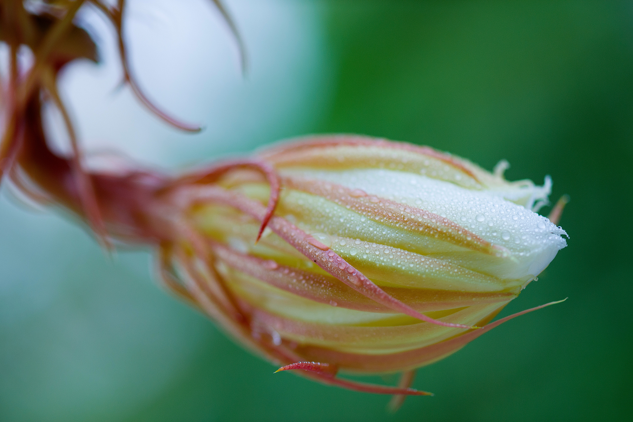 请600字博客文章主题是：昙花的养殖方法