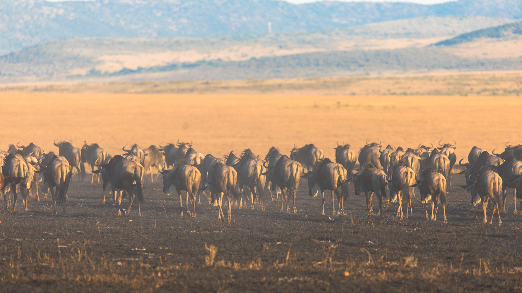 moving herd during wildebeest great migration in masai mara, ken