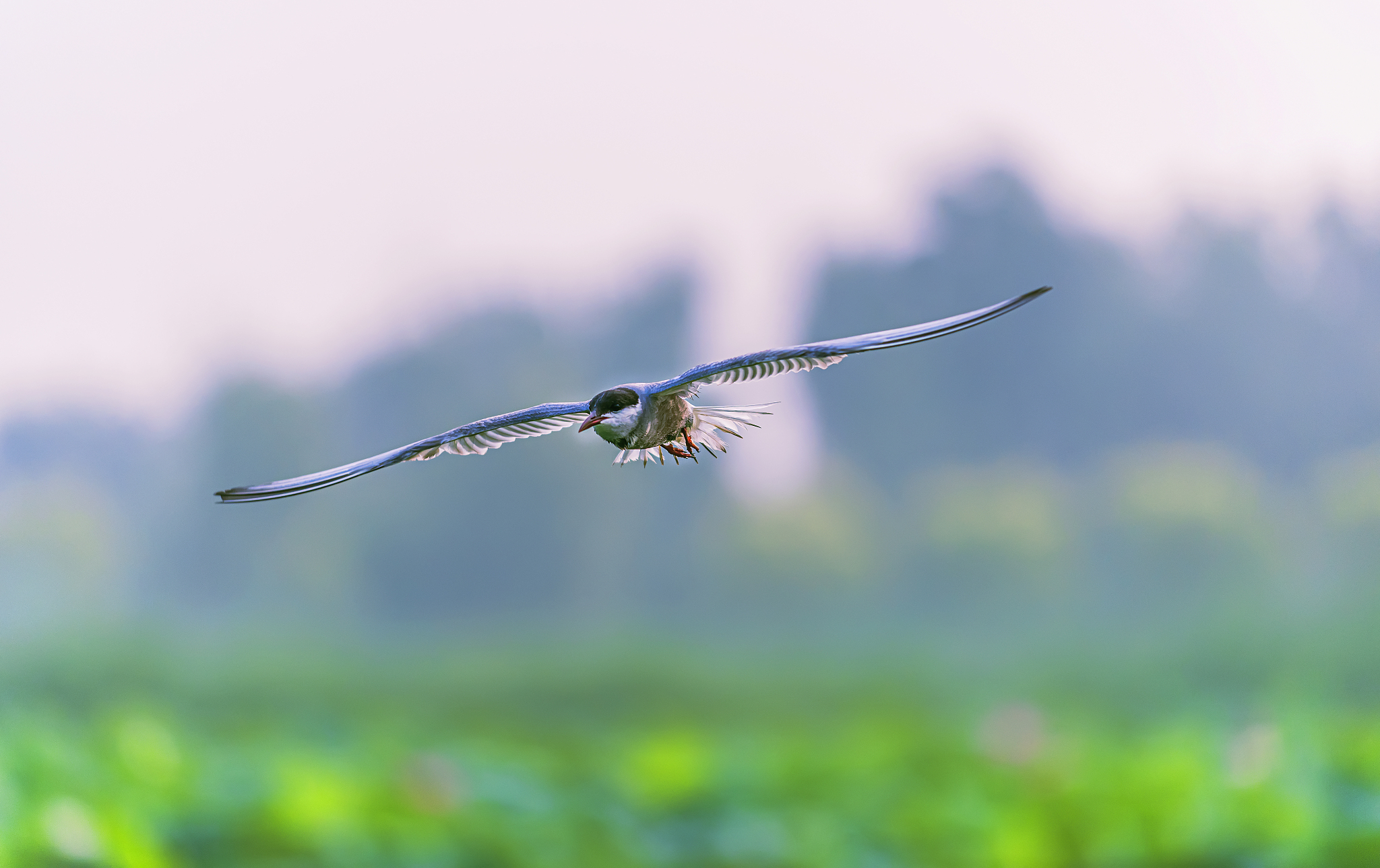 龙翼展开犹如千里江山的壮阔气势飞向远方似乎在追逐着未知的彼岸。燕儿轻盈舞动像是一朵绽放的花儿在蓝天下自由翱翔令人心旷神怡。两者不分彼此地相伴着仿佛是天空与大地的交汇处永远不会分离。他们之间的情感深厚如山川似乎已经超越了时间和空间的限制永远铭刻在彼此的心中。这份情感不仅是友情也是对自由和追求的共同信仰。 进行内容精简