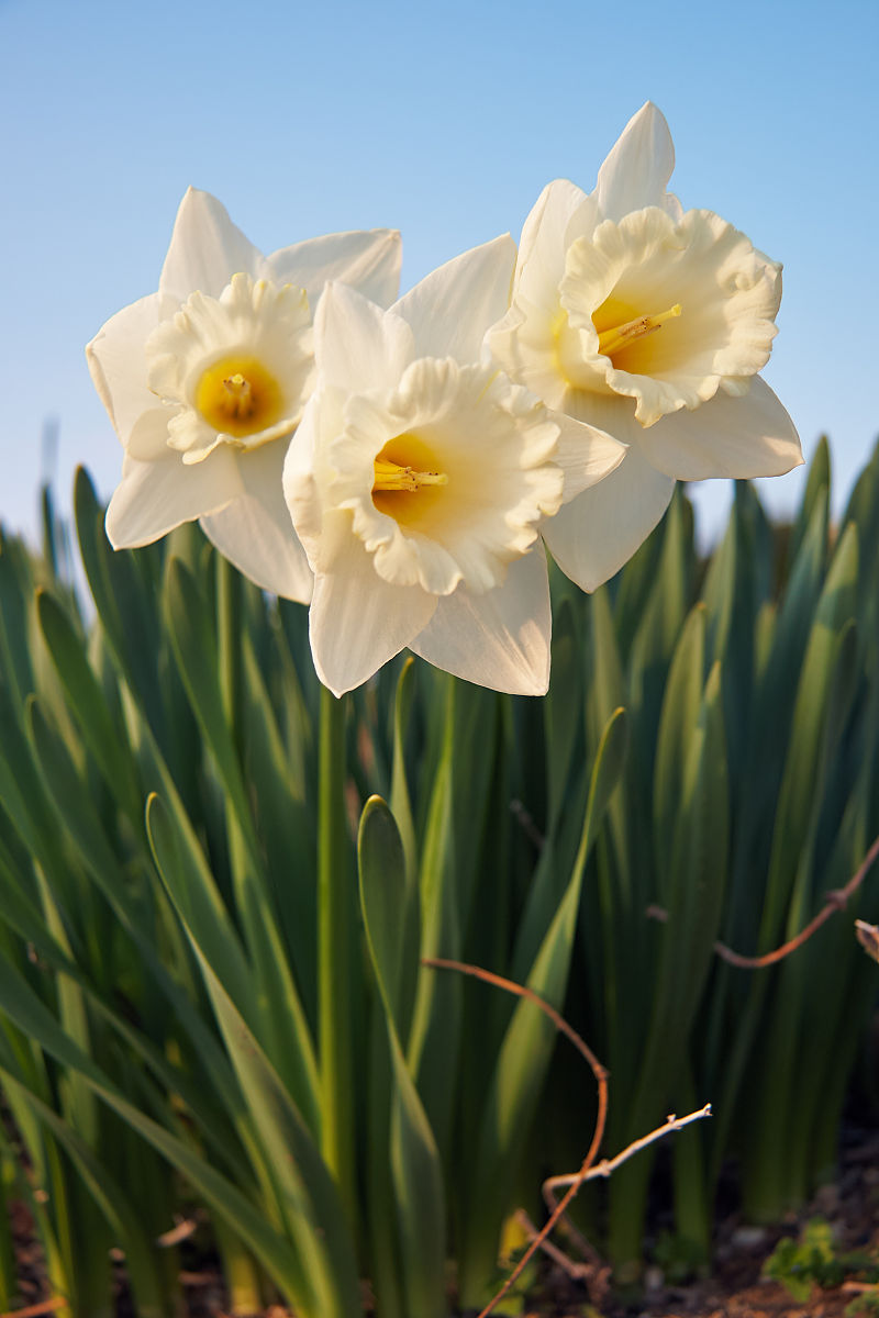 <h2>水仙直播地址</h2>：最新、最全的水仙直播官网地址推荐，快速访问水仙直播平台！