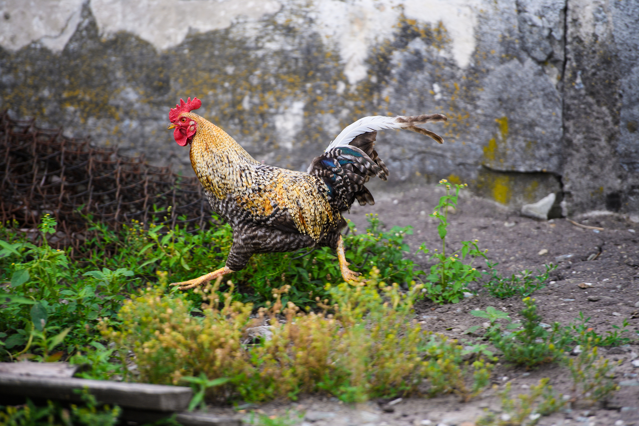 chicken
