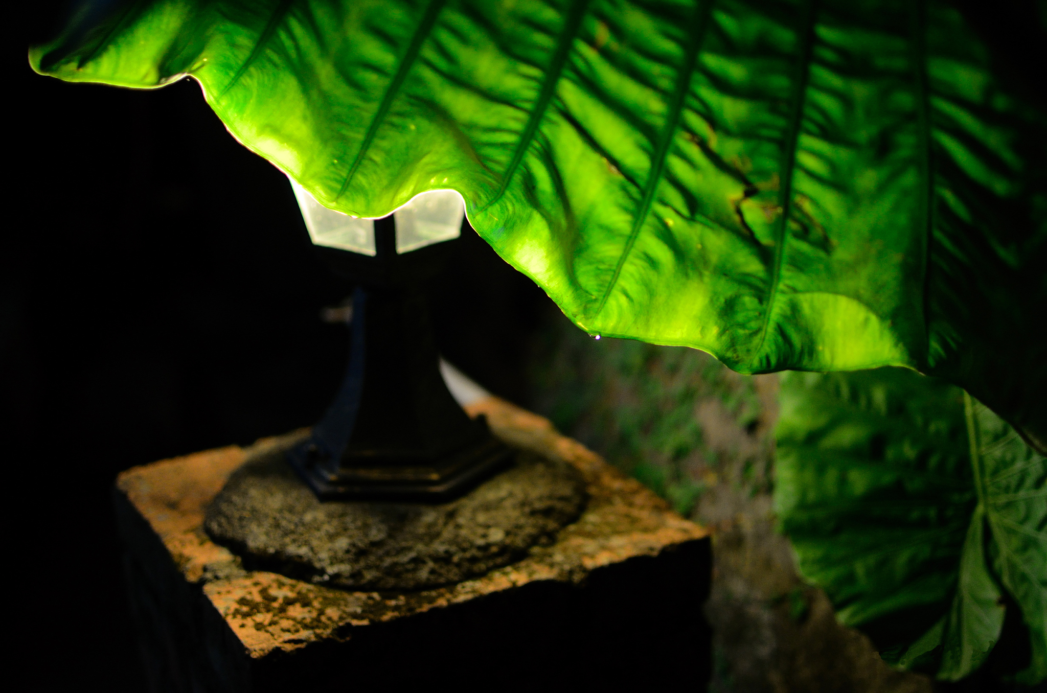 light of night