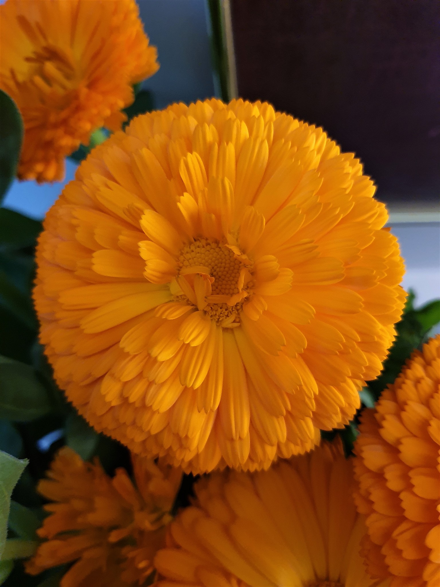 菊花颜色种类：从深红到淡粉，感受大自然的色彩魅力