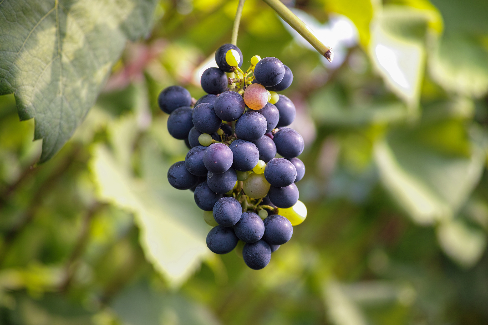 葡萄抗旱性研究进展综述：遗传、生理、品种、基因和抗旱策略