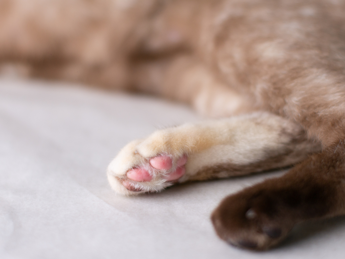 猫咪的利器——爪子的作用和管理方法