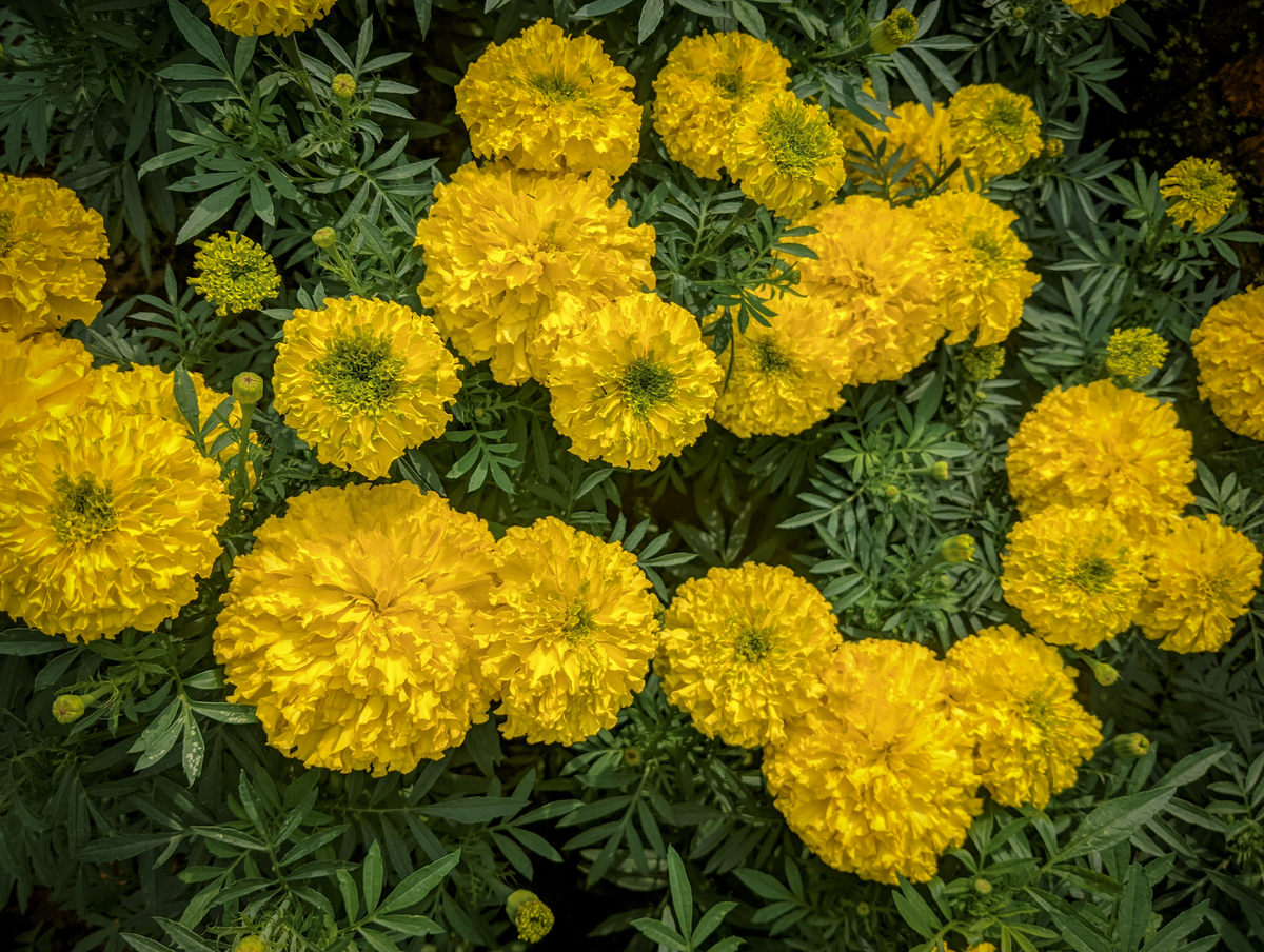 花环菊的种植方法400字描述