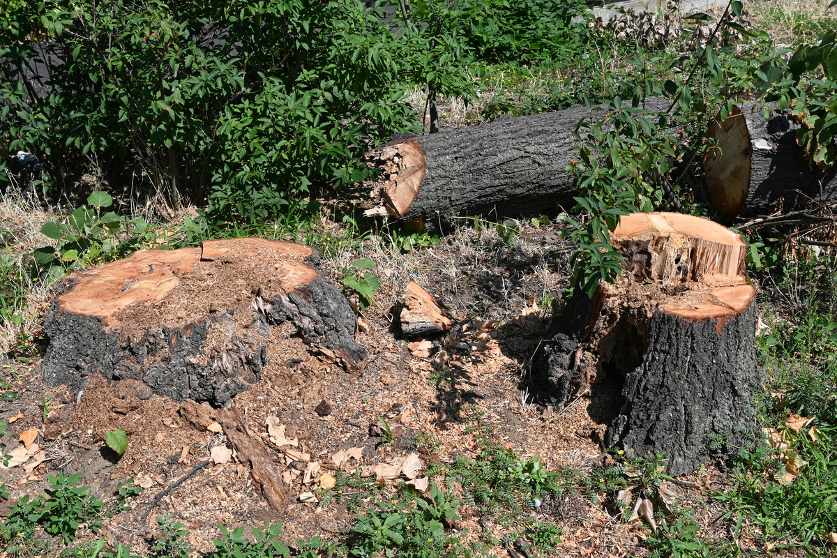 死亡树木处理方法：砍伐、堆肥、艺术创作等