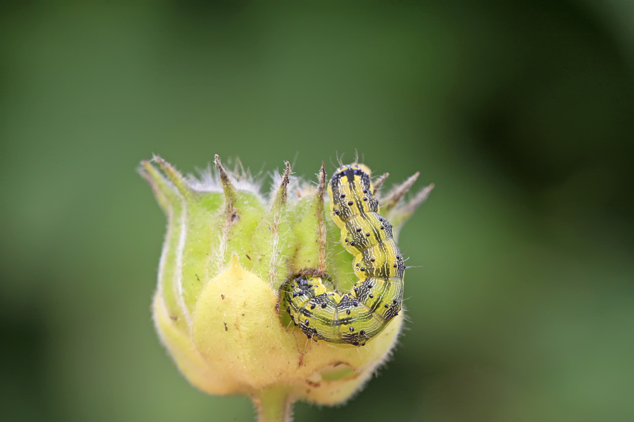 butterfly larvae on abutilon fruit, closeup of photo