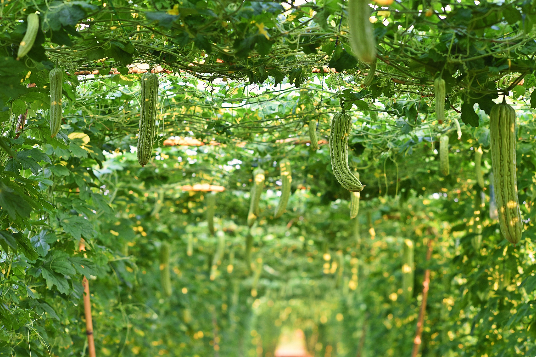 苦瓜可以挨着什么一起种植？1500字