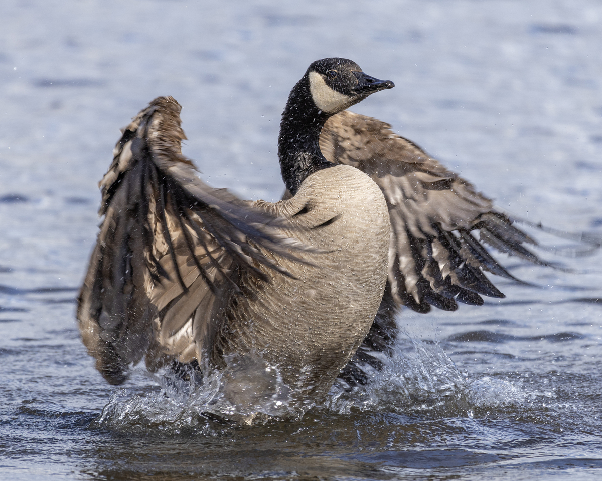 单独的鸟部首单独的鸟部首是鸟字的部首也称为鸟部。它是汉字中常用的一个部首表示与鸟有关的事物。在汉字中许多字都包含有鸟部首如鸡、鹅、鸭、鹤、鸽等。鸟部首也可以作为一个独立的字形出现例如鸟字本身就是一个单独的鸟部首。以部首的符号显示鸟