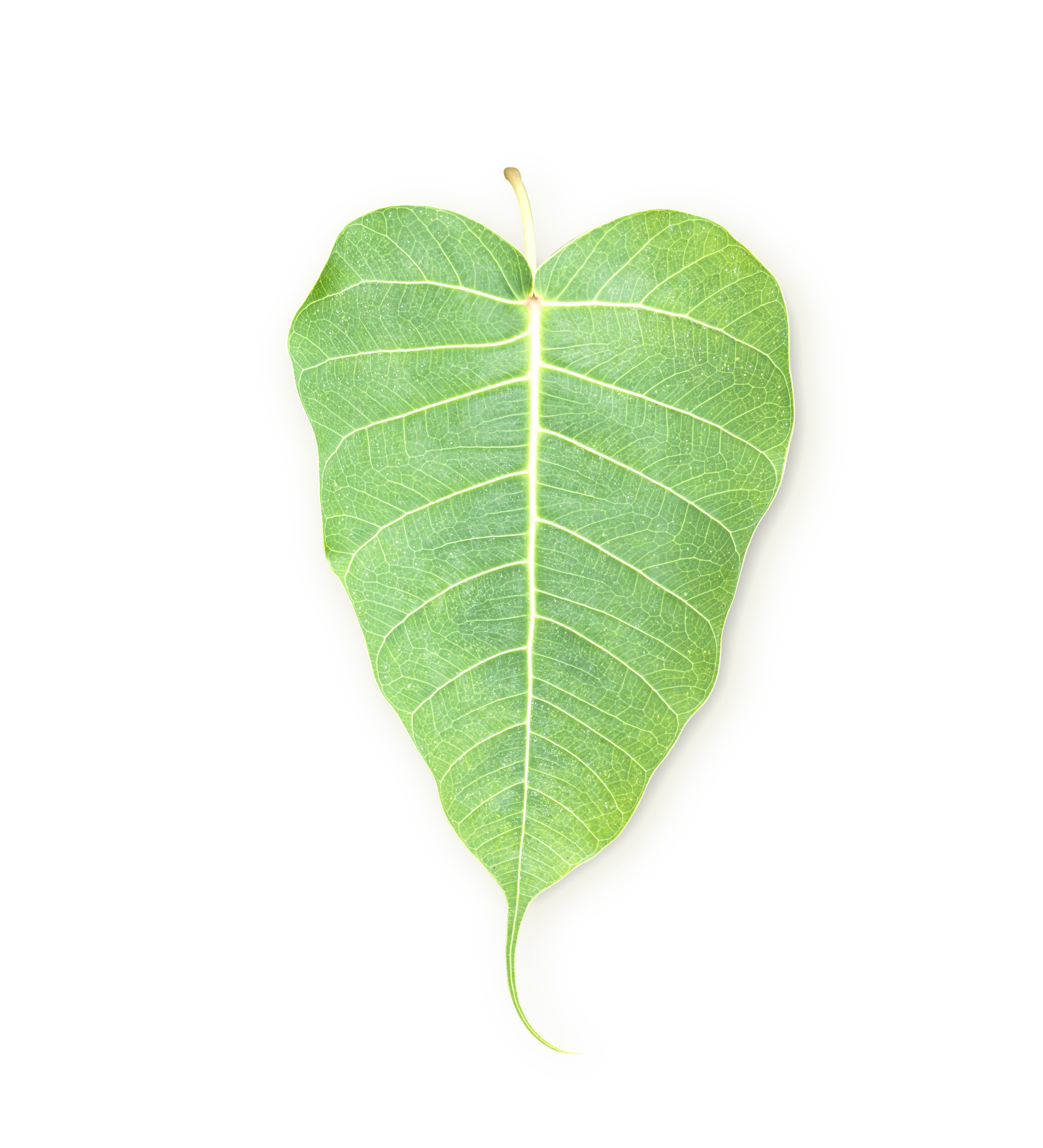 bodhi leaf